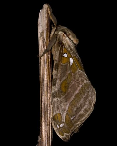 Silver-spotted Ghost Moth