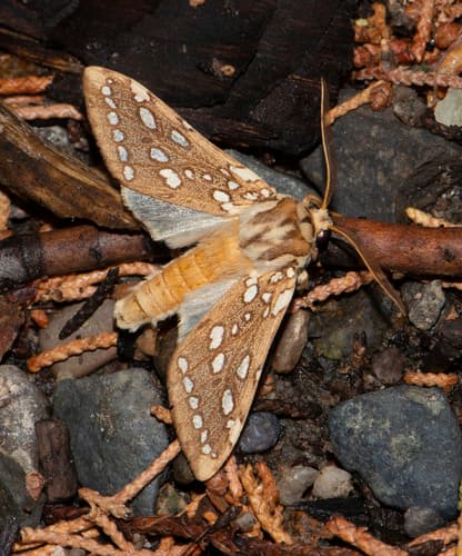 Silver-spotted Tiger Moth