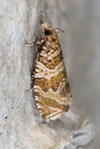 Silver-striped Marble