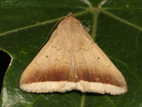 Double-margined Snout