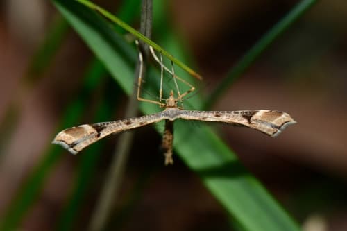 Sinpunctiptilia emissalis