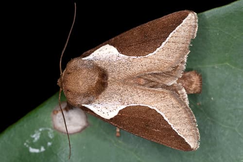 Skiff Moth