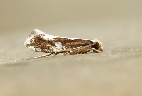 Skunkback Monopis Moth