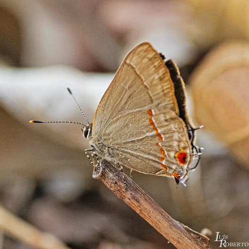 Sky-blue Groundstreak