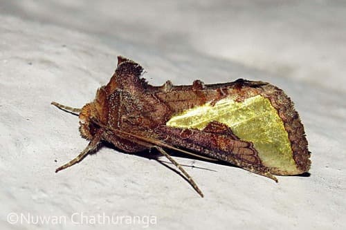 Slender Burnished Brass