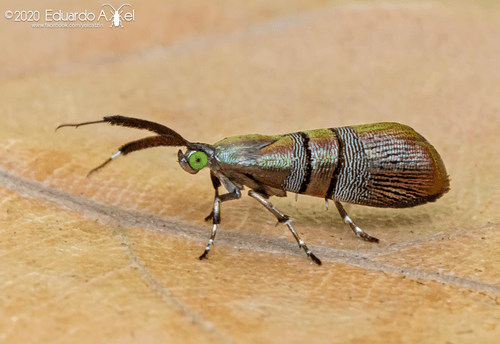Slosson's metalmark moth