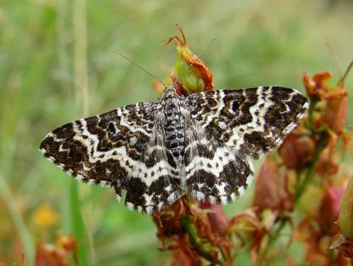Small Argent and Sable