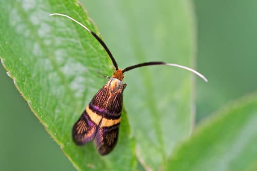 Small Barred Longhorn