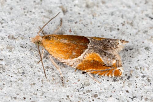 Small Buckthorn Roller