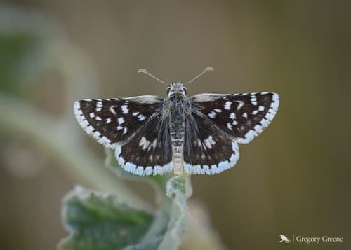 Small Checkered-Skipper
