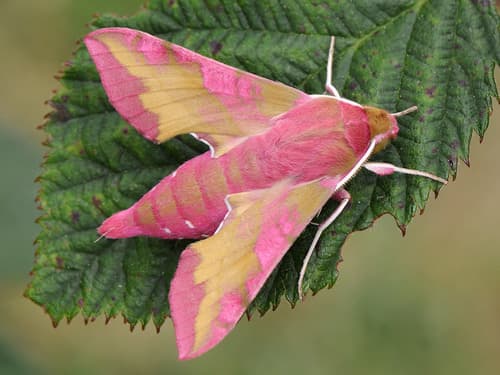 Small Elephant Hawkmoth