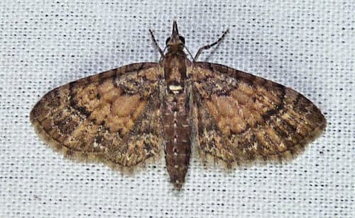 Small Pine Looper Moth