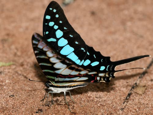Small Striped Swordtail
