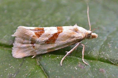 Smeathmann's Aethes Moth