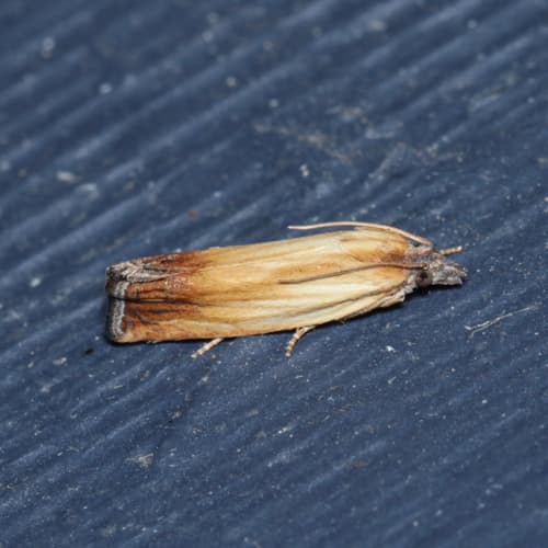 Smoky-striped Eucosma Moth