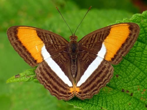 smooth-banded sister