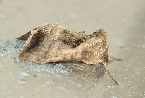 Snake gourd semilooper