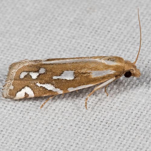 Snakeweed Borer Moth