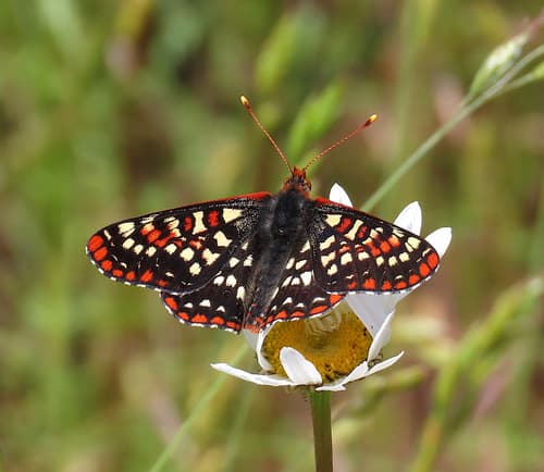 Snowberry Checkerspot