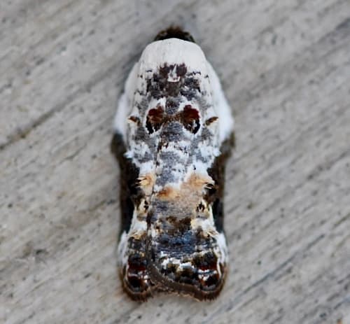Snowy-shouldered Acleris Moth