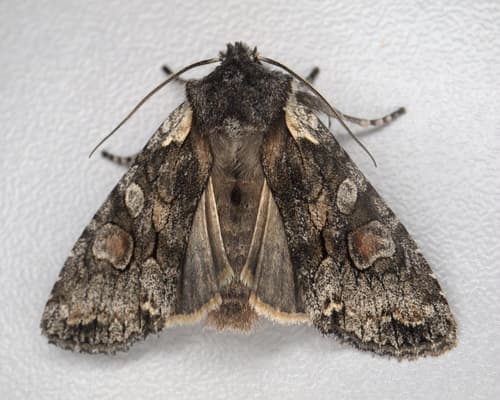 Softly's Shoulder-knot