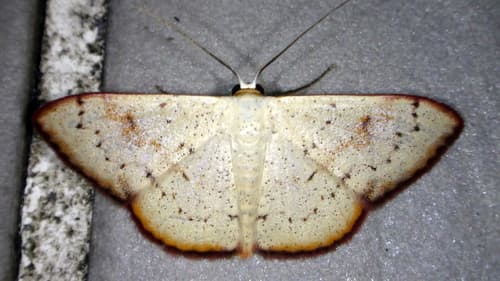Somatina obscuriciliata