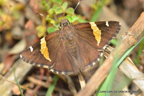 Sonoran Banded-Skipper