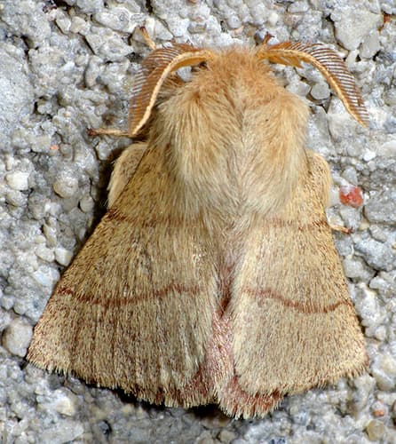Sonoran Tent Caterpillar