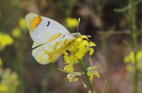 Sooty Orange Tip