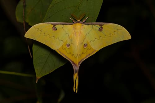 South China Moon Moth
