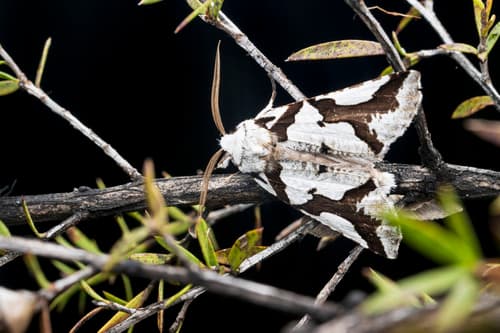 South Island lichen moth
