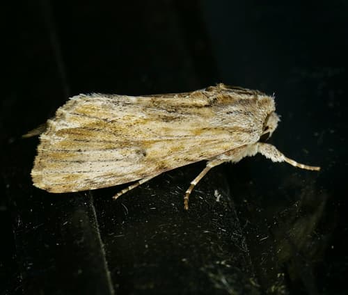 Southern Armyworm Moth