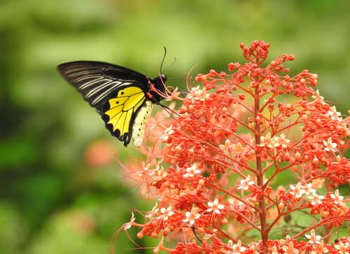 Southern Birdwing