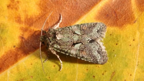 Southern Brindled Green