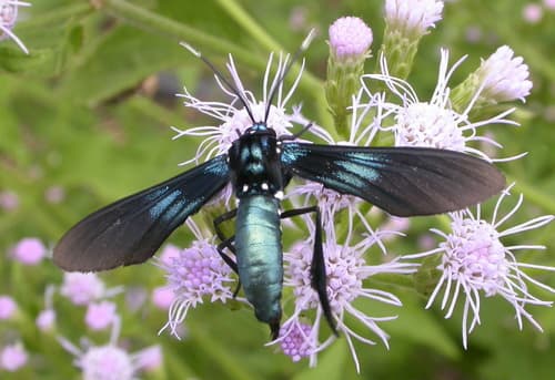 Southern Cyan Tiger Moth