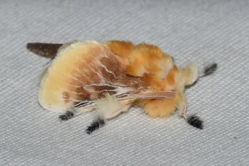 Southern Flannel Moth