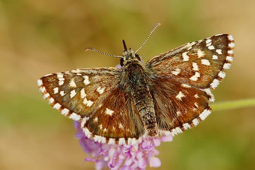 Southern Grizzled Skipper