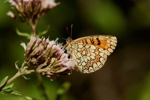Southern Heath Fritillary