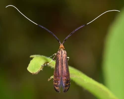 Southern Longhorn Moth