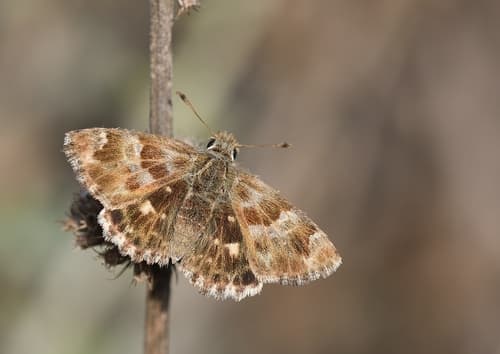 Southern marbled skipper