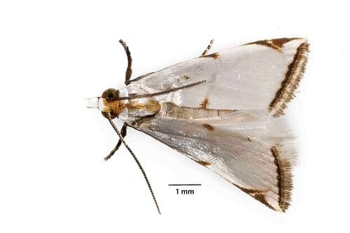Southern Milky Argyria Moth