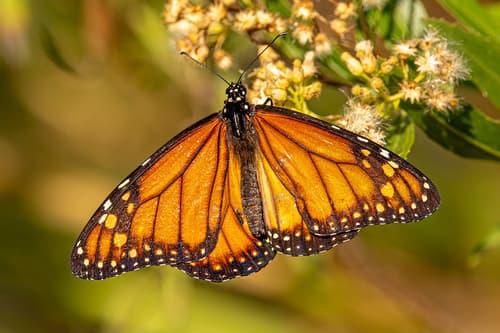 Southern Monarch