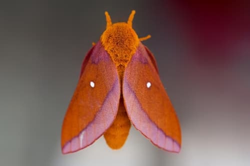 Southern Pink-striped Oakworm Moth