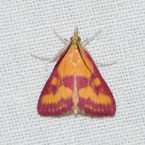 Southern Purple Mint Moth