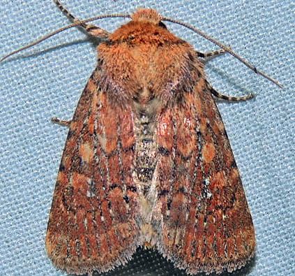 Southern Scurfy Quaker