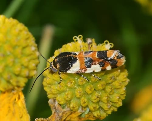 Southern Spragueia Moth