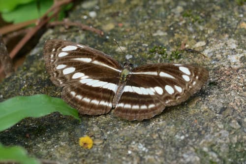 Southern Sullied Sailer