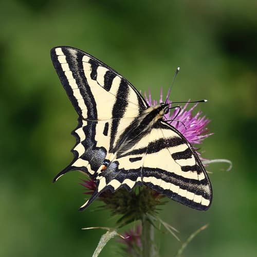 Southern Swallowtail