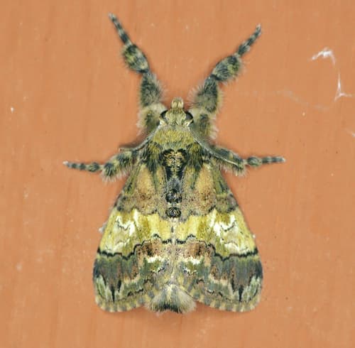 Southern Tussock Moth