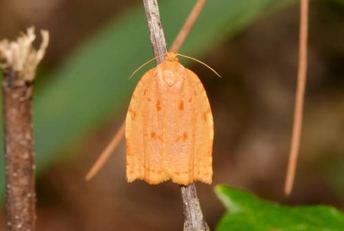 Southern Ugly-nest Caterpillar Moth